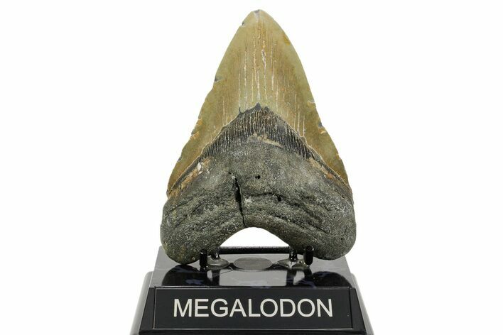 Robust, Fossil Megalodon Tooth - North Carolina #365973